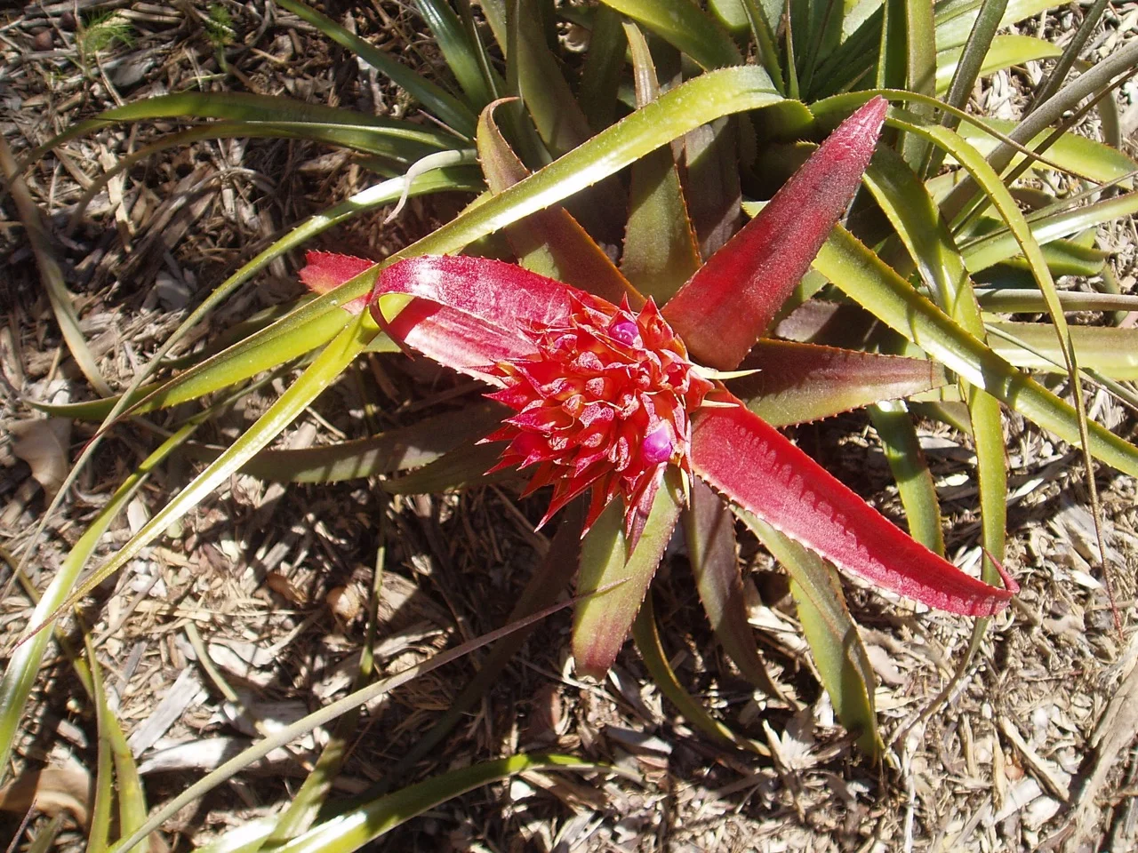 □ Aechmea phanerophlebia rubra エクメア □